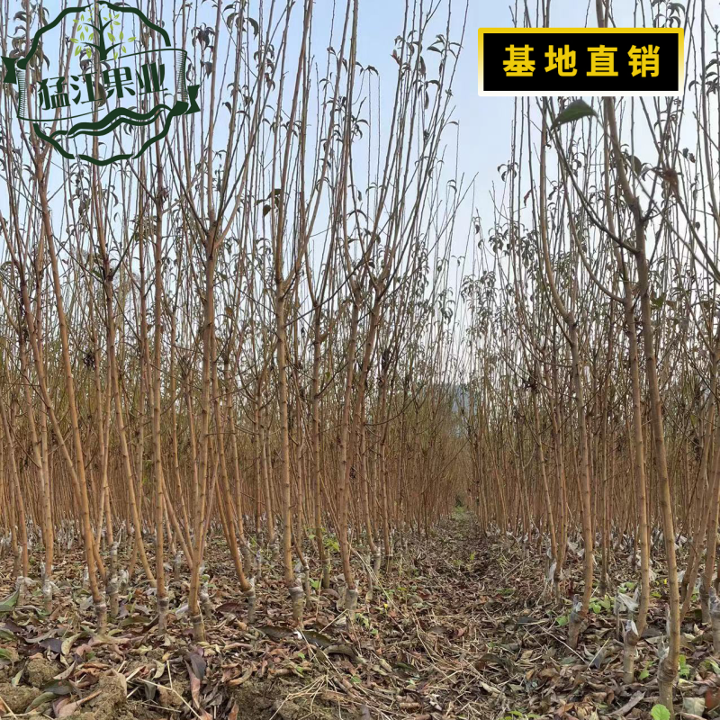 贵州六马蜂糖李苗原产地弄袍村原生苗一代嫁接苗