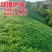 高羊茅种子草坪种子四季青草坪耐寒耐旱耐瘠薄发芽率98%