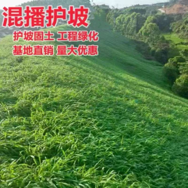 高羊茅种子草坪种子四季青草坪耐寒耐旱耐瘠薄发芽率98%
