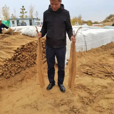 白玉山药