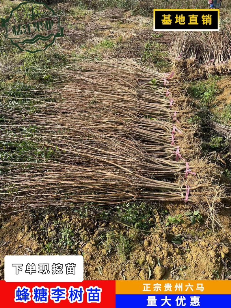 贵州六马蜂糖李苗原产地弄袍村原生苗一代嫁接苗