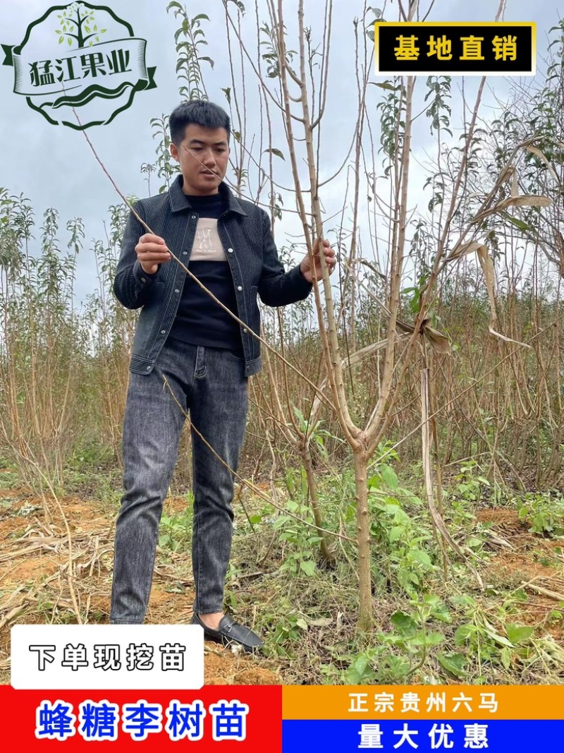 贵州六马蜂糖李苗原产地弄袍村原生苗一代嫁接苗