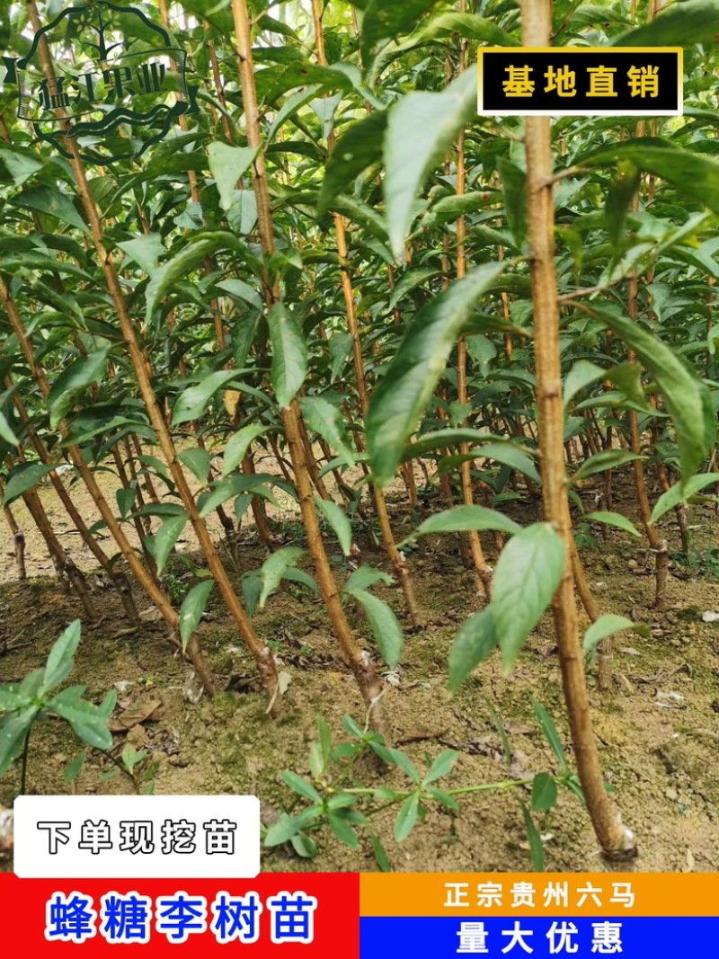 贵州六马蜂糖李苗原产地弄袍村原生苗一代嫁接苗