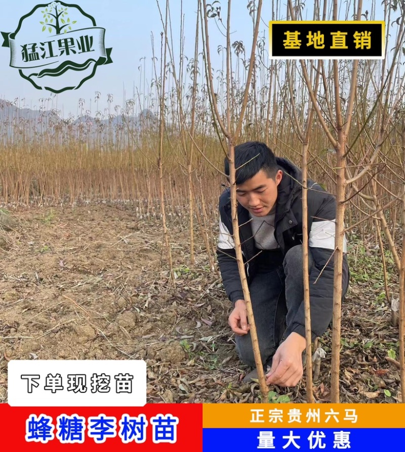 贵州六马蜂糖李苗原产地弄袍村原生苗一代嫁接苗