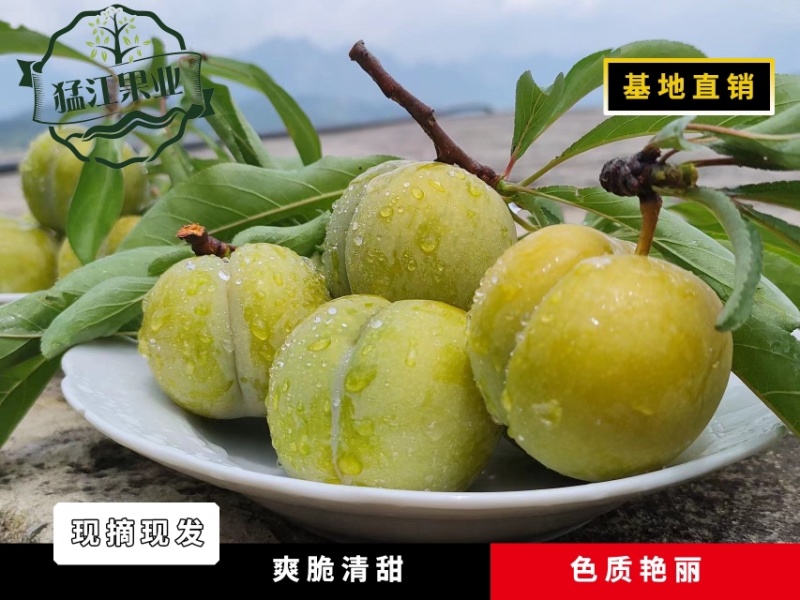 贵州六马蜂糖李苗原产地弄袍村原生苗一代嫁接苗