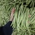新苗小金豆中货大量上市可供市场电商常年有货