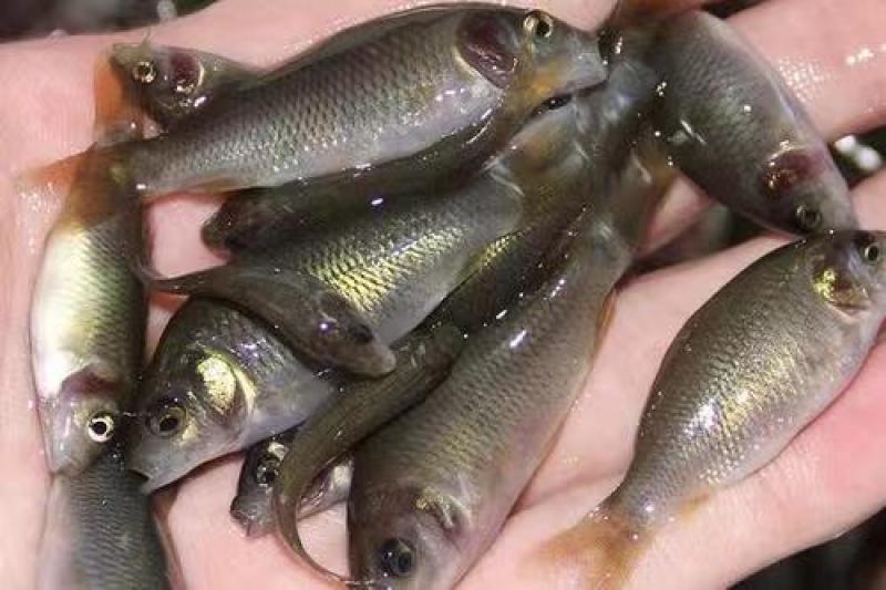 鲤魚苗禾花鲤苗建鲤鱼苗超低价全国包邮