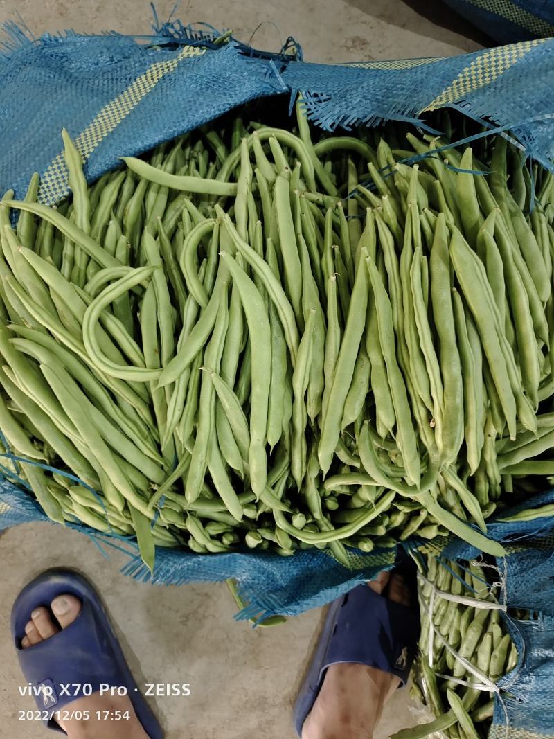 新苗小金豆中货大量上市可供市场电商常年有货