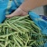 新苗小金豆中货大量上市可供市场电商常年有货