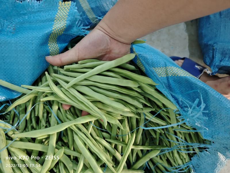 新苗小金豆中货大量上市可供市场电商常年有货