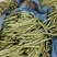 新苗小金豆中货大量上市可供市场电商常年有货