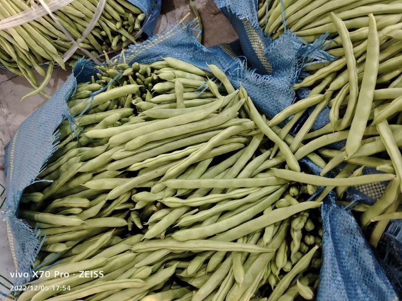 新苗小金豆中货大量上市可供市场电商常年有货