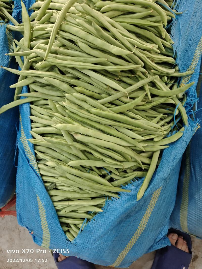 新苗小金豆中货大量上市可供市场电商常年有货