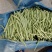 新苗小金豆中货大量上市可供市场电商常年有货