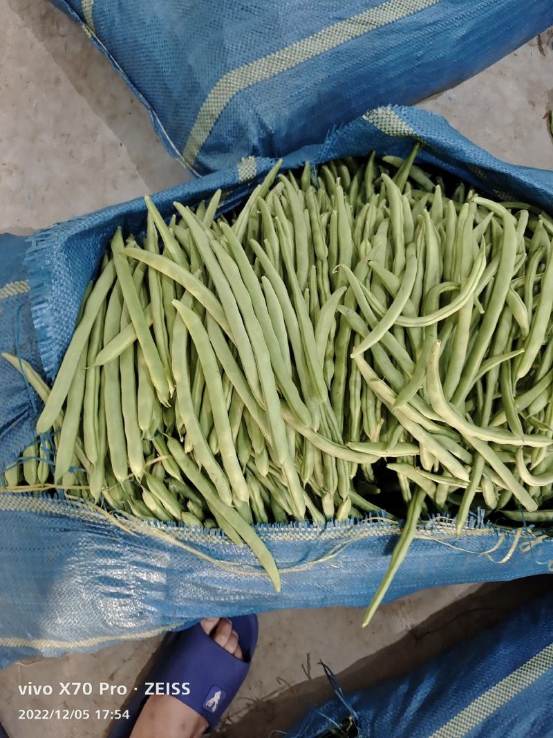 新苗小金豆中货大量上市可供市场电商常年有货