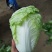 【推荐】白菜夏阳白菜产地直发品质保证对接各类客户