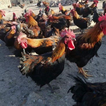 精品麻鸡土鸡纯本地溜达鸡，肉质紧凑，周期长