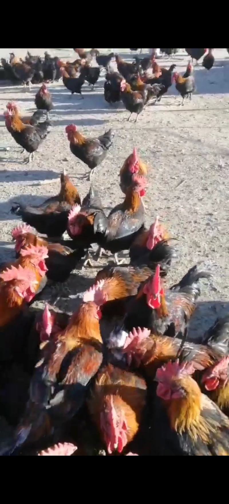 精品麻鸡土鸡纯本地溜达鸡，肉质紧凑，周期长