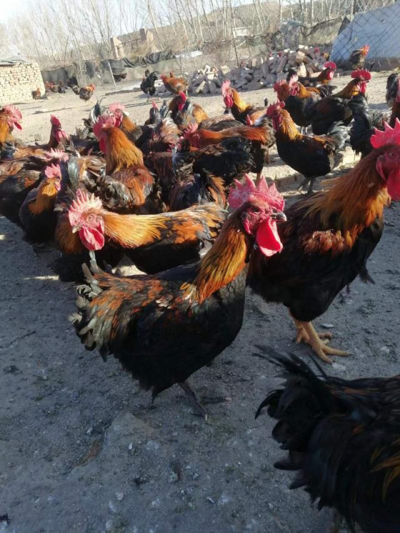 精品麻鸡土鸡纯本地溜达鸡，肉质紧凑，周期长