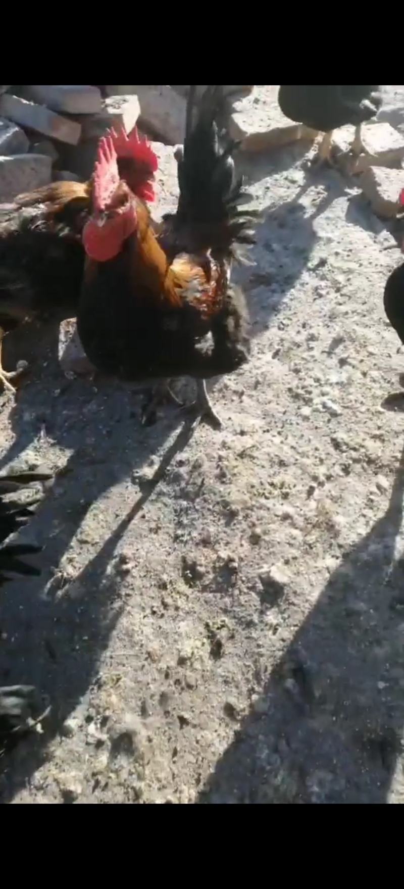 精品麻鸡土鸡纯本地溜达鸡，肉质紧凑，周期长