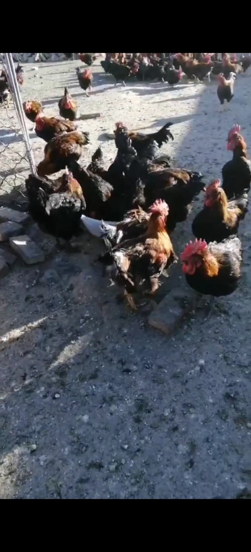 精品麻鸡土鸡纯本地溜达鸡，肉质紧凑，周期长