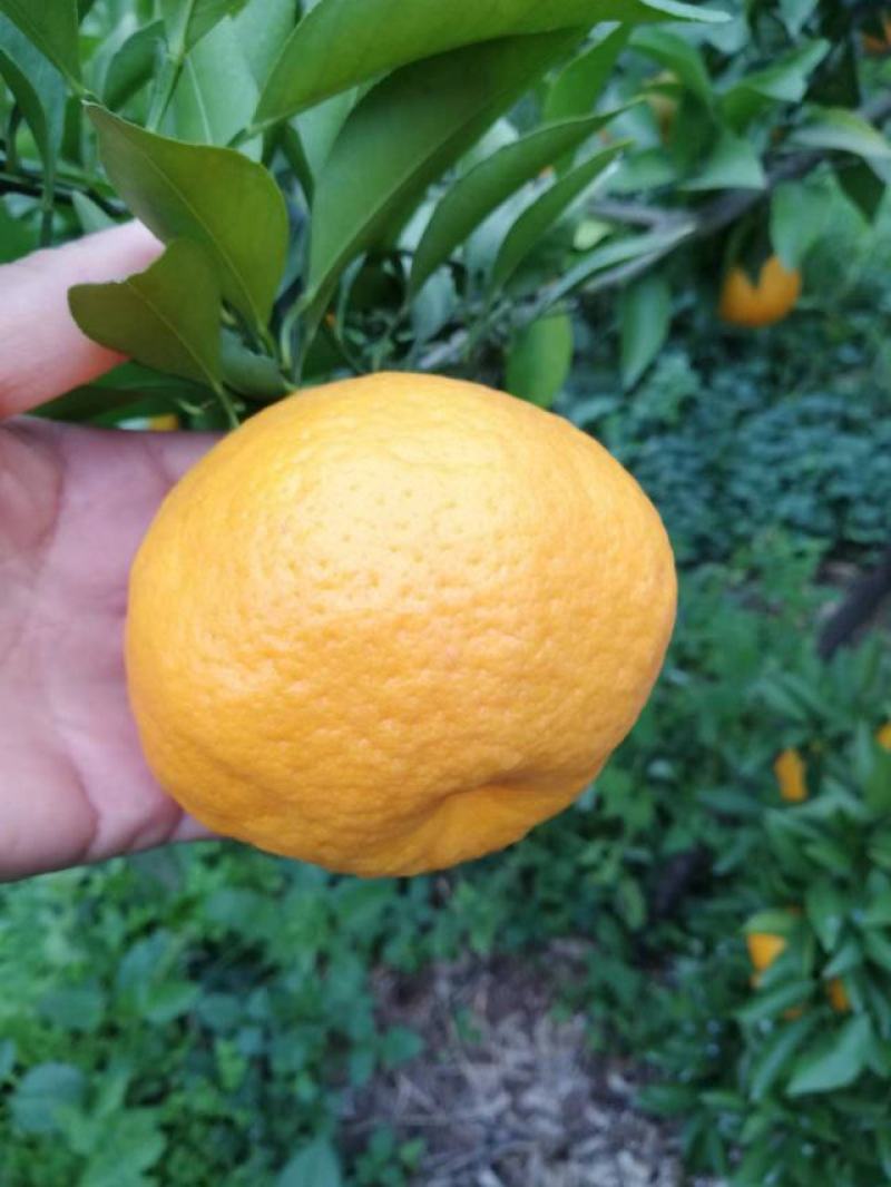 春见耙耙柑