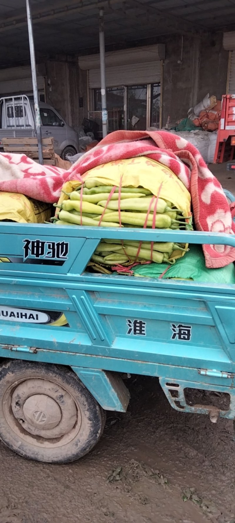 【精品黄皮尖椒】产地直供品质好价格优