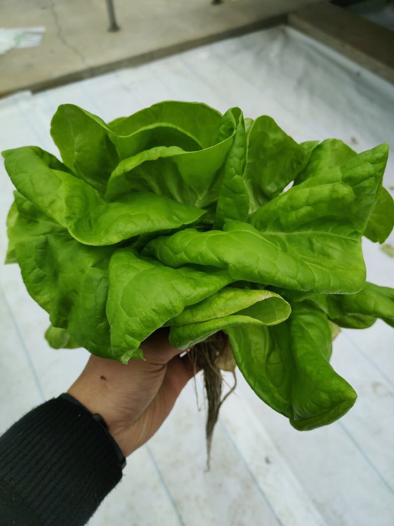 玻璃温室，鱼菜共生，不打农药，水培奶油生菜前卫，绿团生菜