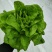 玻璃温室，鱼菜共生，不打农药，水培奶油生菜前卫，绿团生菜