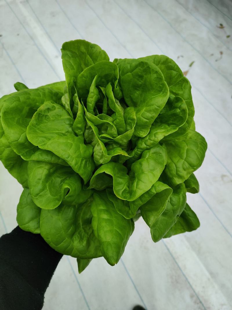 玻璃温室，鱼菜共生，不打农药，水培奶油生菜前卫，绿团生菜