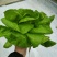 玻璃温室，鱼菜共生，不打农药，水培奶油生菜前卫，绿团生菜