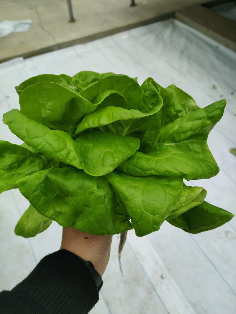 玻璃温室，鱼菜共生，不打农药，水培奶油生菜前卫，绿团生菜