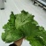 玻璃温室，鱼菜共生，不打农药，水培奶油生菜前卫，绿团生菜