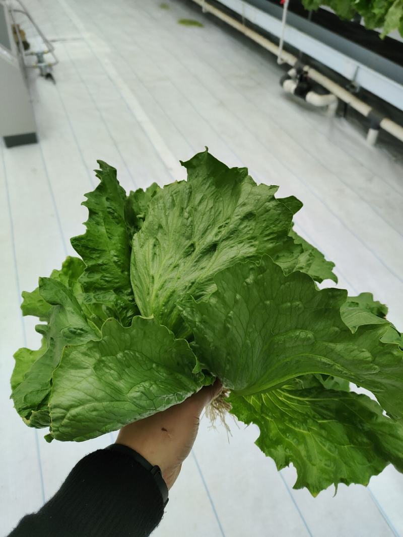 玻璃温室，鱼菜共生，不打农药，水培奶油生菜前卫，绿团生菜