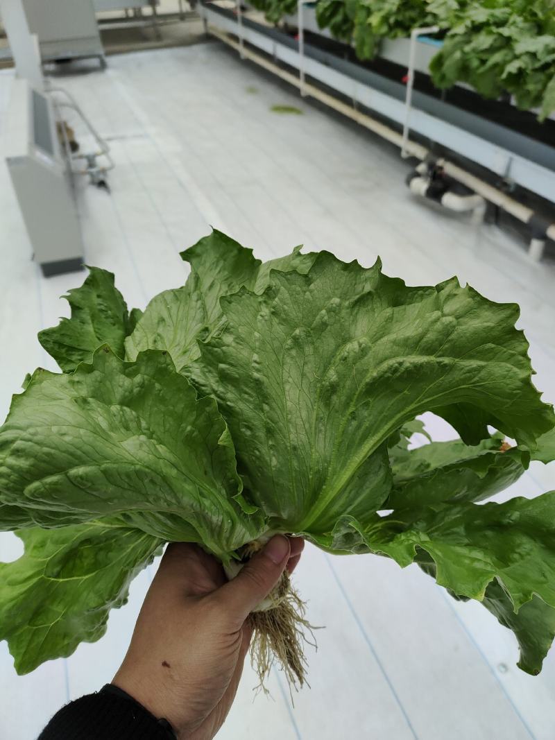 玻璃温室，鱼菜共生，不打农药，水培奶油生菜前卫，绿团生菜