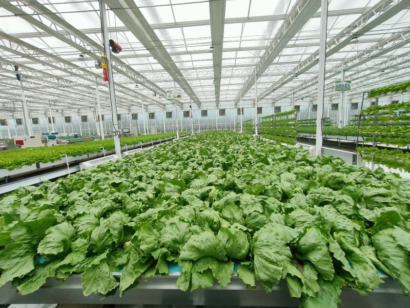 玻璃温室，鱼菜共生，不打农药，水培奶油生菜前卫，绿团生菜
