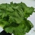 玻璃温室，鱼菜共生，不打农药，水培奶油生菜前卫，绿团生菜