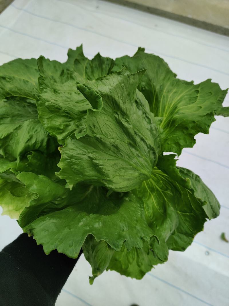 玻璃温室，鱼菜共生，不打农药，水培奶油生菜前卫，绿团生菜