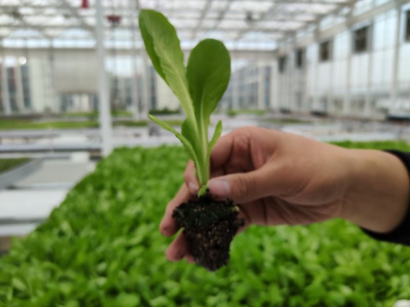 玻璃温室，鱼菜共生，不打农药，水培奶油生菜前卫，绿团生菜