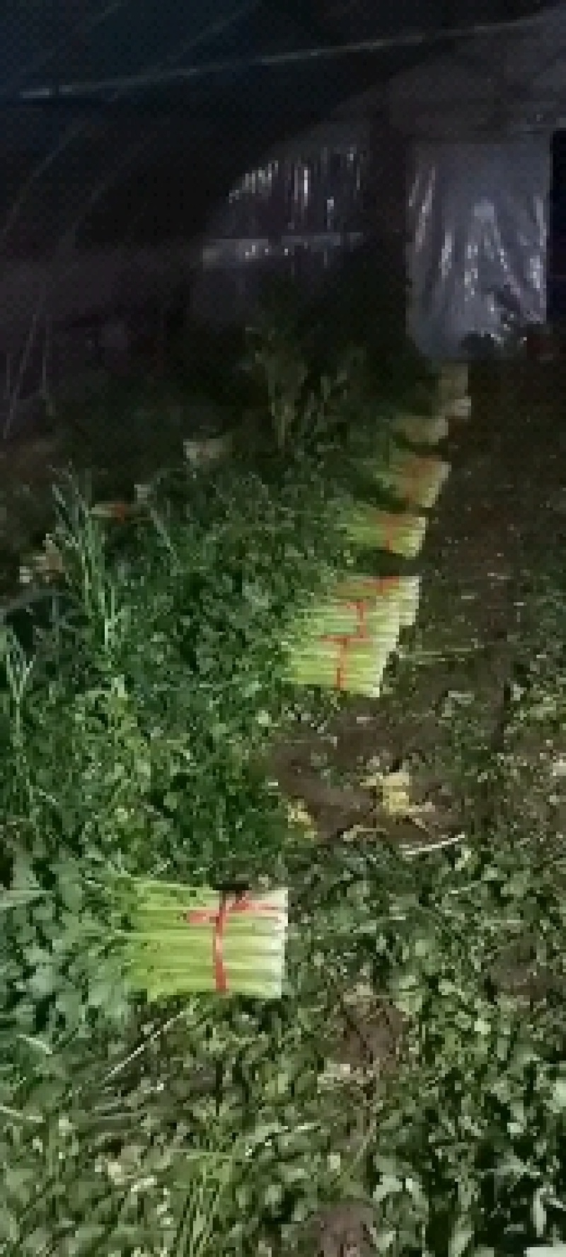 精品芹菜订货中，货源充足，保质保量，欢迎来电咨询