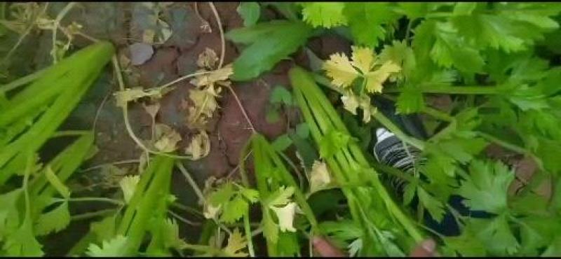 精品芹菜订货中，货源充足，保质保量，欢迎来电咨询