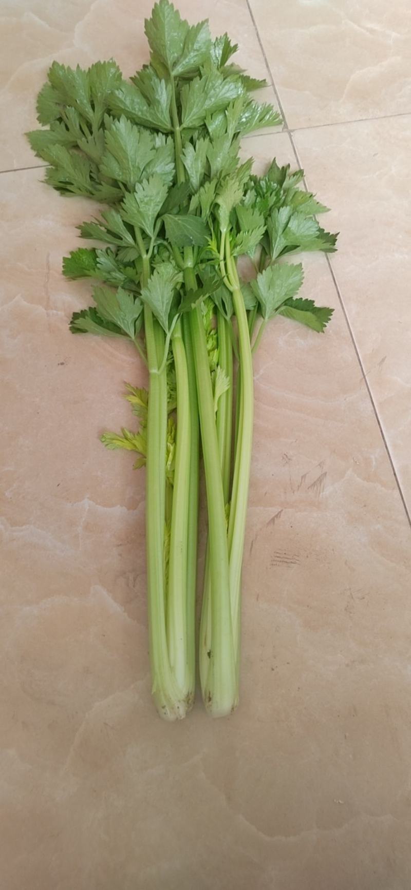 精品芹菜订货中，货源充足，保质保量，欢迎来电咨询