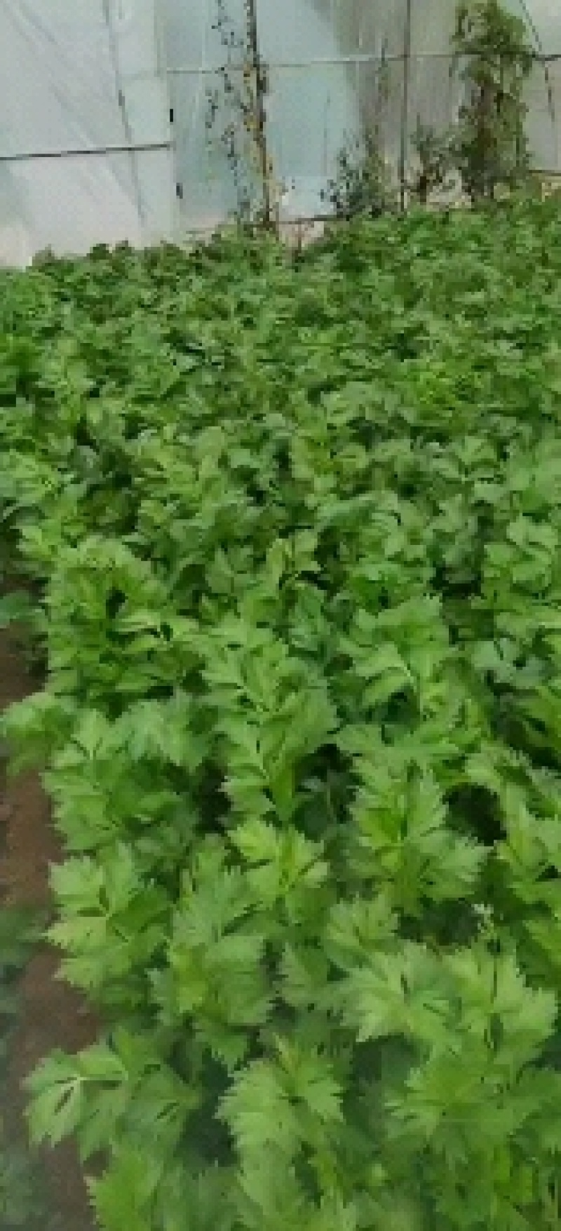 精品芹菜订货中，货源充足，保质保量，欢迎来电咨询
