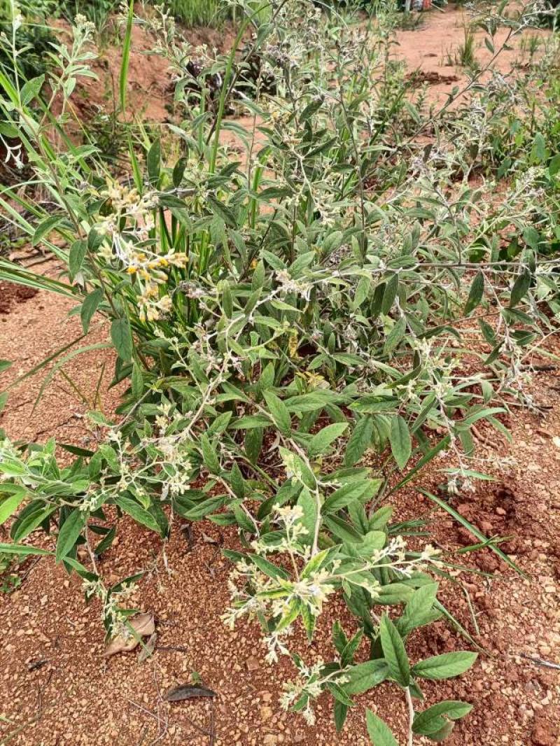 羊耳菊根，白面风乌根山白芷，野生山货，货量充足