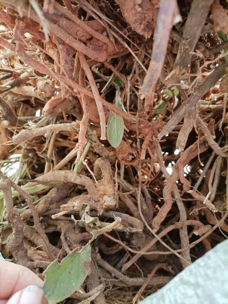 羊耳菊根，白面风乌根山白芷，野生山货，货量充足