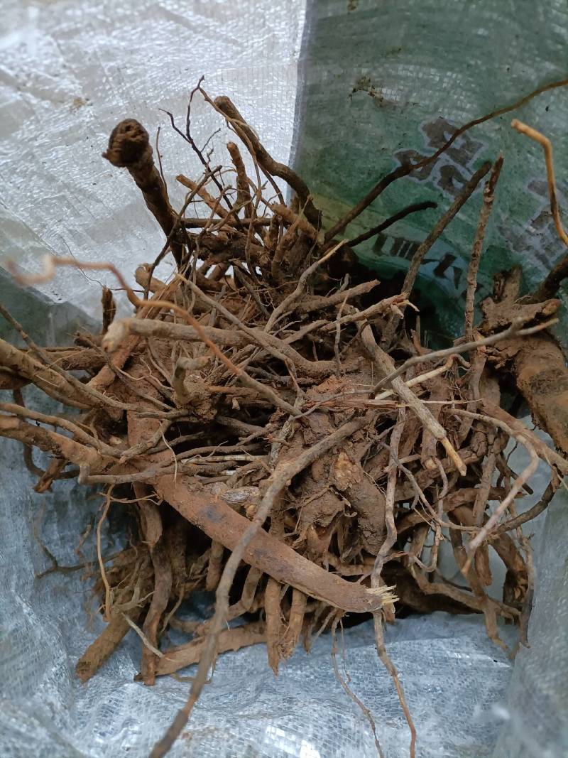羊耳菊根，白面风乌根山白芷，野生山货，货量充足