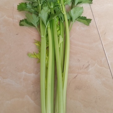 芹菜，大量上市中，保证质量，诚信经营，欢迎咨询