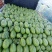【优选】山东昌乐西瓜全美2K，红玉大量上市，欢迎咨询，