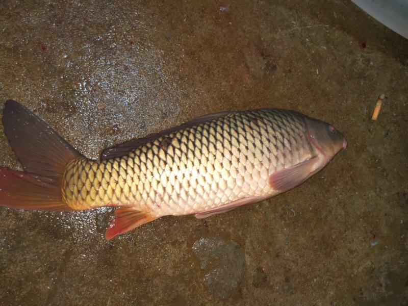 生态大鲤鱼