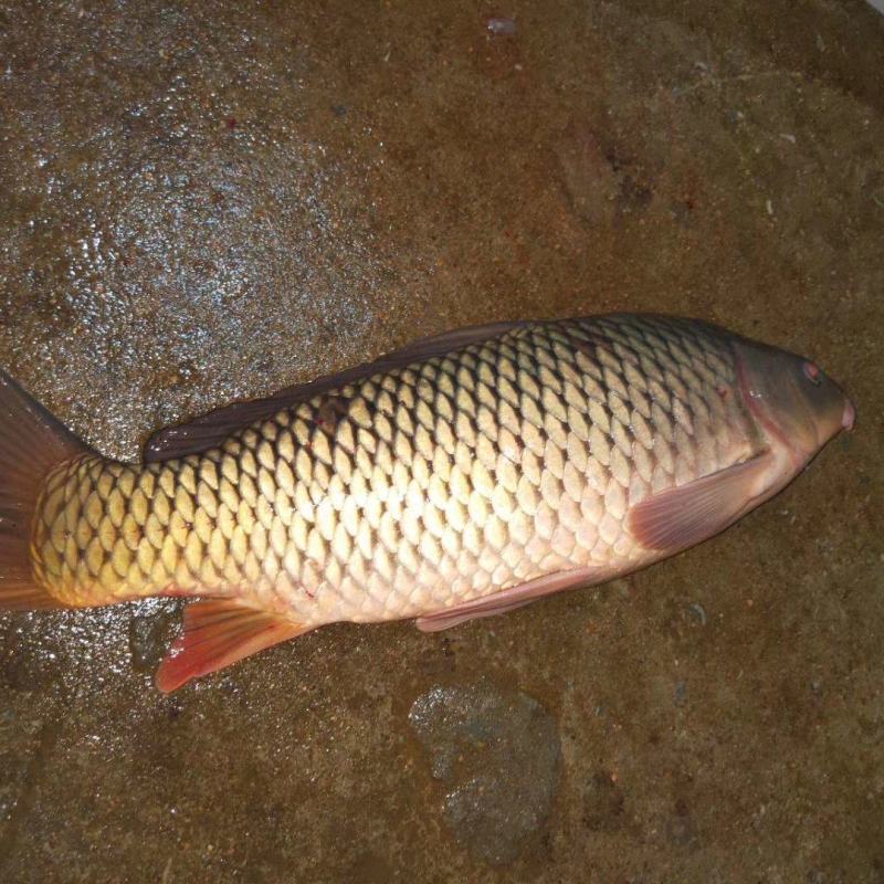 生态大鲤鱼